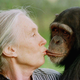Jane Goodall con una chimpancé hembra en 1997. AP Images